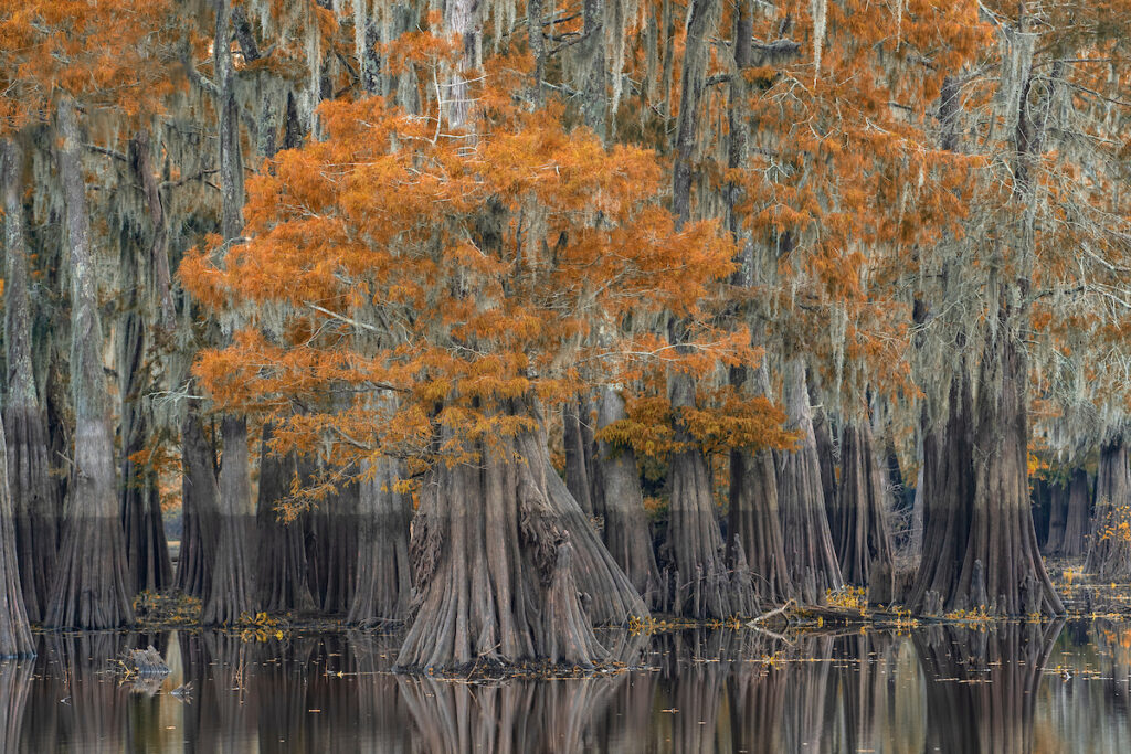 Fotoreise – Mystische Zypressen Sümpfe im Amerikanischen Süden vom 29. Oktober – 5. November 2022
